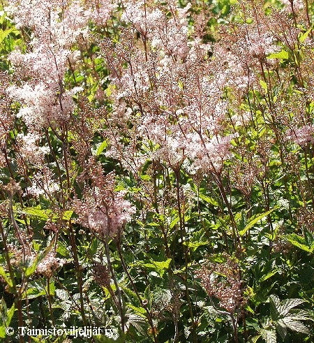 Filipendula purpurea Elegans